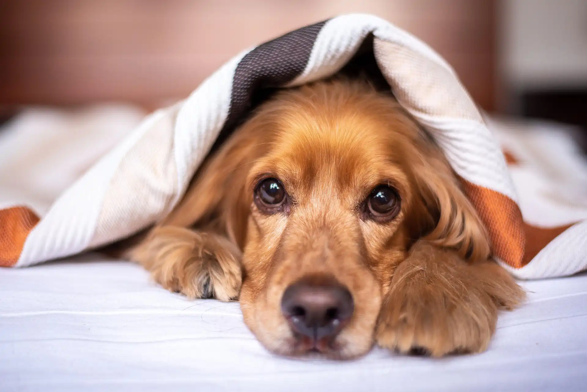 In the image, a close-up of the face of a dog lying on the bed with the blanket on top.
